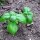 Genoveser Basilikum (Ocimum basilicum) Samen