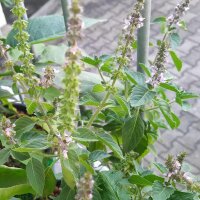 Wildes Basilikum / Baumbasilikum (Ocimum canum) Samen