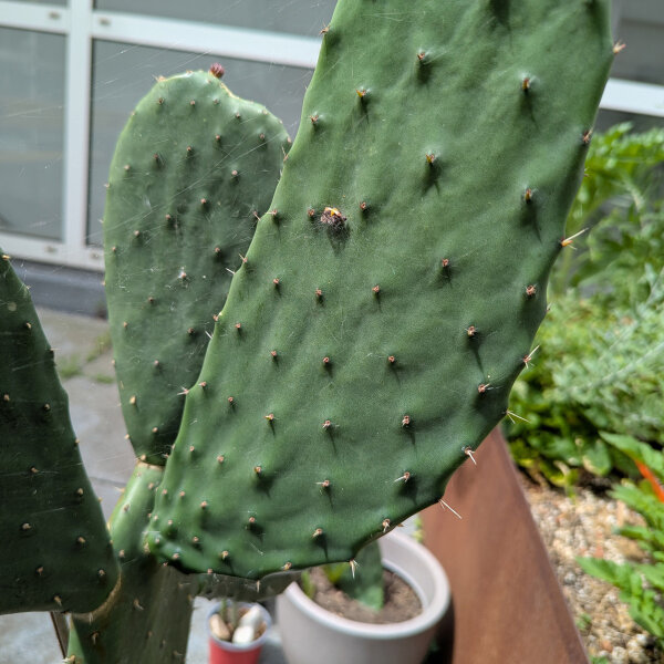 Echter Feigenkaktus (Opuntia ficus-indica) Samen