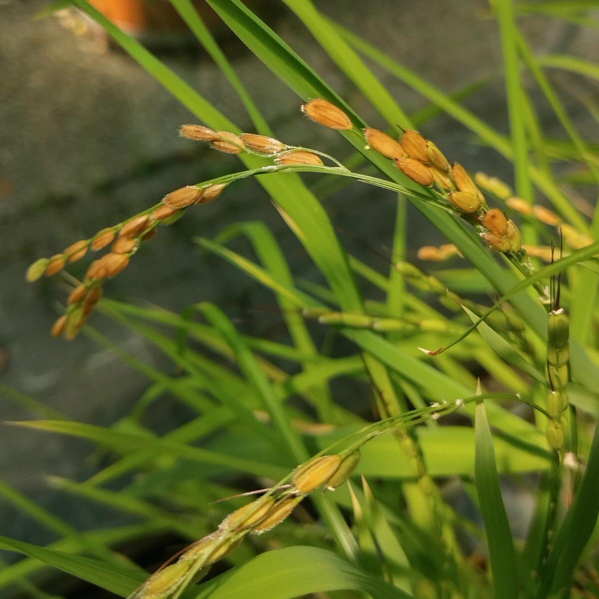 Reis 'Arborio Bianco' (Oryza sativa) Samen