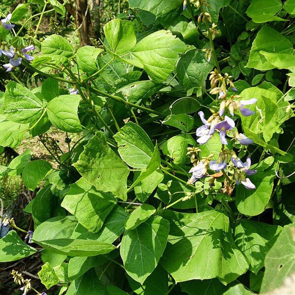 Yambohne / Jícama (Pachyrhizus erosus) Samen