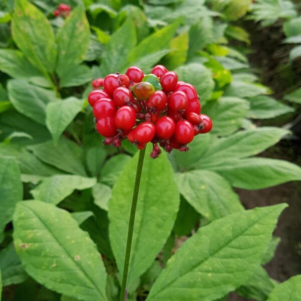 Ginseng (Panax ginseng) Samen