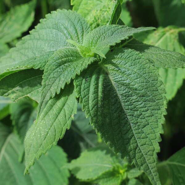 Grner Shiso (Perilla frutescens) Samen