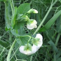 Zuckererbse Frühe Heinrich (Pisum sativum) Samen