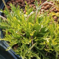 Kapuzinerbart / Minutina / Hirschhornwegerich (Plantago coronopus) Samen
