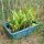 Pfeilkraut (Sagittaria sagittifolia)