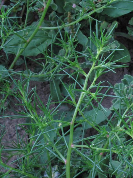 Agretti / Mnchsbart (Salsola soda) Samen