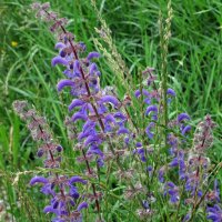 Wilder Salbei (Salvia pratensis) Samen