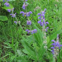 Wilder Salbei (Salvia pratensis) Samen