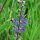 Wilder Salbei (Salvia pratensis) Samen