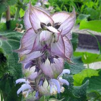 Muskatellersalbei (Salvia sclarea) Samen