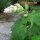 Muskatellersalbei (Salvia sclarea) Samen