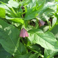 Glockenbilsenkraut / Krainer Tollkraut (Scopolia carniolica) Samen