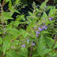 Helmkraut (Scutellaria lateriflora) Samen