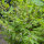 Amerikanisches Helmkraut (Scutellaria lateriflora) Samen