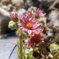 Hauswurz (Sempervivum tectorum) Samen