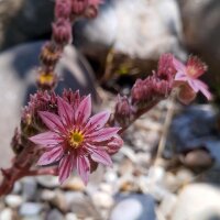 Hauswurz (Sempervivum tectorum) Samen