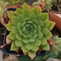 Hauswurz (Sempervivum tectorum) Samen