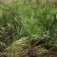 Sabalpalme / Sägepalme (Serenoa repens) Samen