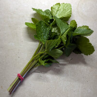 Alisander (Smyrnium olusatrum) Samen