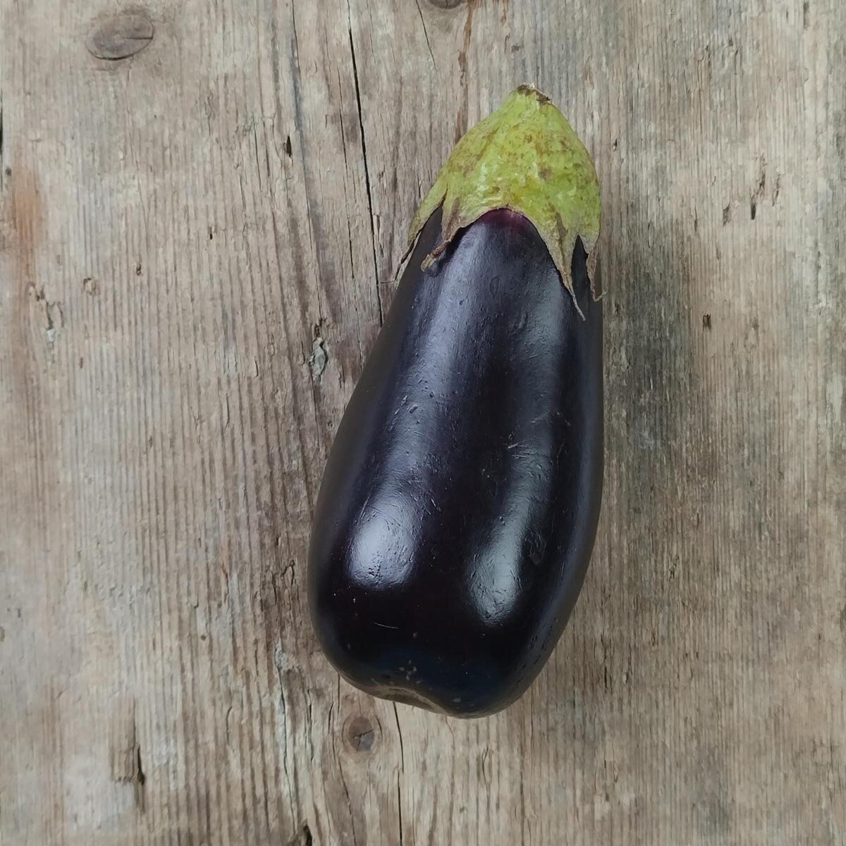 Aubergine - Halflange Violette - Schnellwüchsig - Niederländische Züchtung - 250 Samen