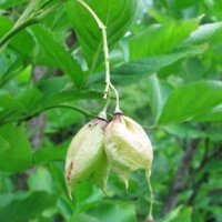 Pimpernuss (Staphylea pinnata) Samen