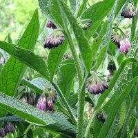 Echter Beinwell (Symphytum officinale) Samen