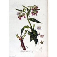 Echter Beinwell (Symphytum officinale) Samen