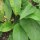 Echter Beinwell (Symphytum officinale) Samen