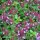 Quendel / Wilder Thymian (Thymus pulegioides) Samen