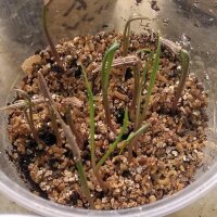 Haferwurz / Haferwurzel (Tragopogon porrifolius) Samen