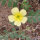 Erd Burzeldorn (Tribulus terrestris) Samen