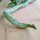Schlangenhaargurke (Trichosanthes cucumerina var. anguina) Samen