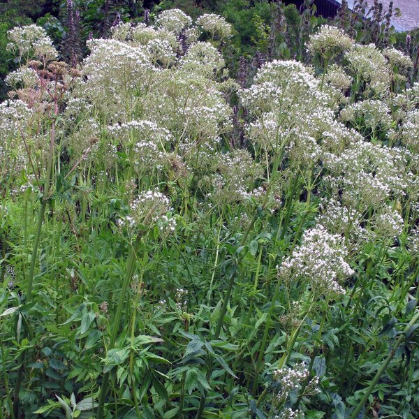 Echter Baldrian (Valeriana officinalis) Samen