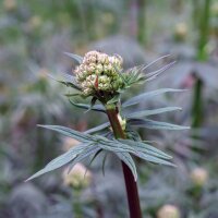 Baldrian (Valeriana officinalis) Samen