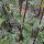 Baldrian (Valeriana officinalis) Samen