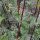 Echter Baldrian (Valeriana officinalis) Samen