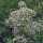 Echter Baldrian (Valeriana officinalis) Samen