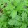 Echter Baldrian (Valeriana officinalis) Samen