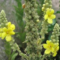 Großblütige Königskerze (Verbascum densiflorum) Samen