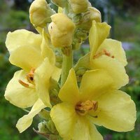 Großblütige Königskerze (Verbascum densiflorum) Samen