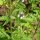 Eisenkraut (Verbena officinalis) Samen