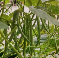 Adzukibohne (Vigna angularis) Samen