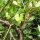 Wilde Weinrebe / Weintraube (Vitis vinifera ssp. sylvestris)