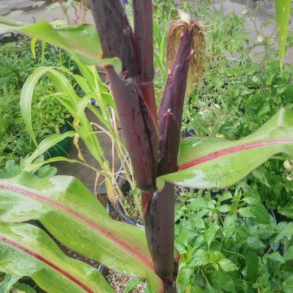 Roter Mais 'Joro' (Zea mays) Samen