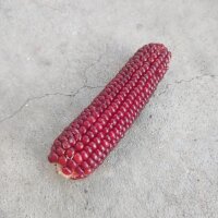 Roter Mais Joro (Zea mays) Samen