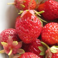 Erdbeere Rote Baron Solemacher (Fragaria vesca var....