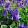Duftveilchen (Viola odorata) Samen
