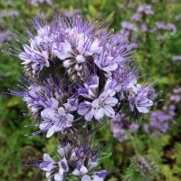 Bienenfreund / Rainfarn-Phazelie (Phacelia tanacetifolia) Bio Saatgut