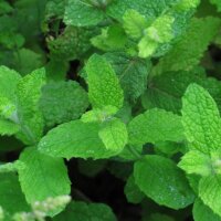 Rundblättrige Minze / Apfelminze (Mentha suaveolens)...